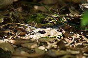 Picture 'Cub1_2_05366 Snake, Cuba'